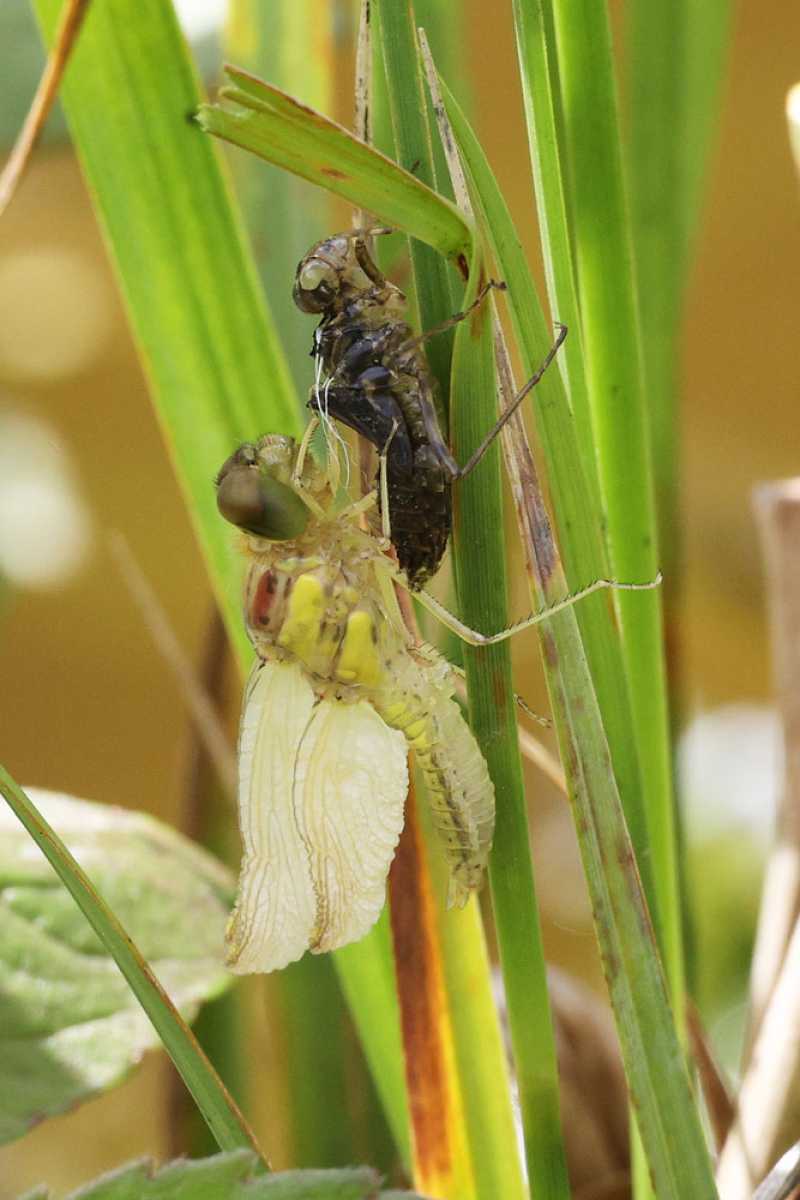 Libellula_depressa